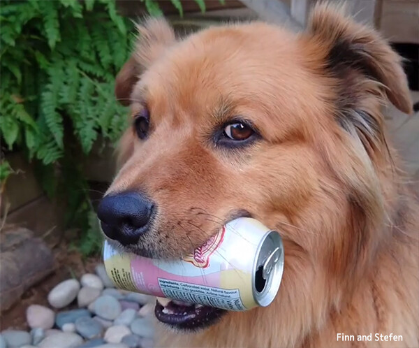 欲しいものは自分で稼ぐ犬。ポイ捨てされた資源ゴミを拾い集めて収入を得る
