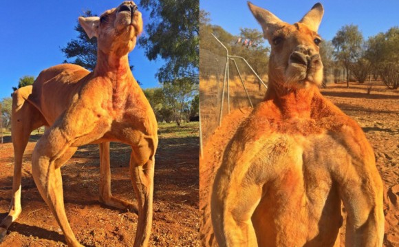 マッチョなカンガルー ロジャー氏が更なる筋力を携えパワーアップしていたようだ カラパイア