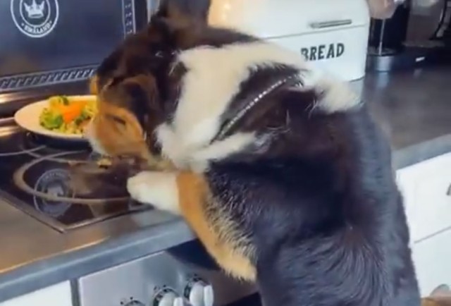 コーギー犬が台所で盗み食い。だがその足元には共犯者がいた！