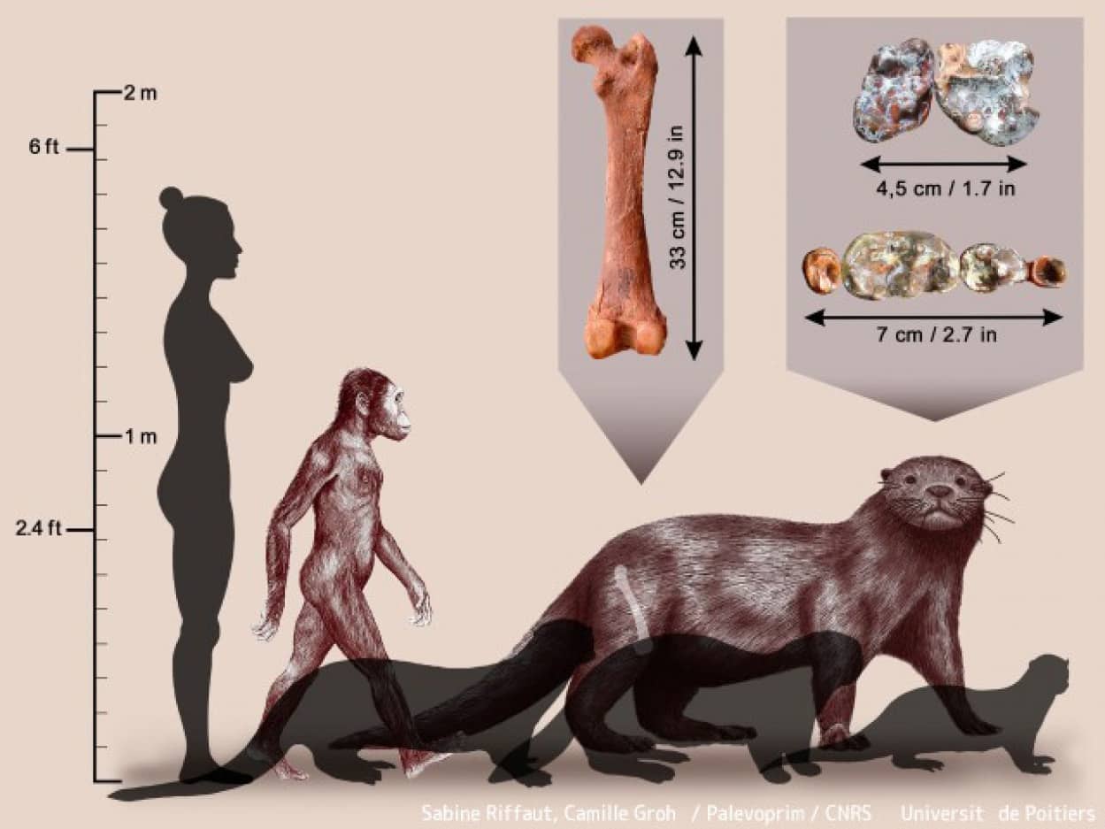 エチオピアで巨大カワウソの新種の化石を発見。体重200kgのライオンサイズ