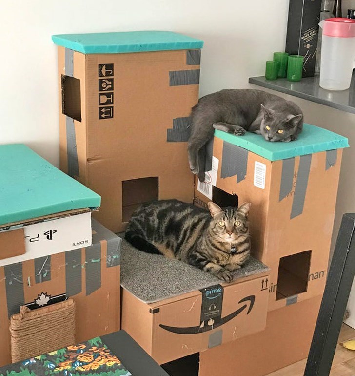 猫ファースト