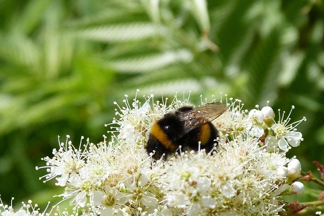 bumblebee-5251826_640