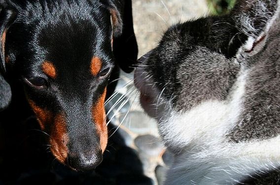 funny_cats_and_dogs_04