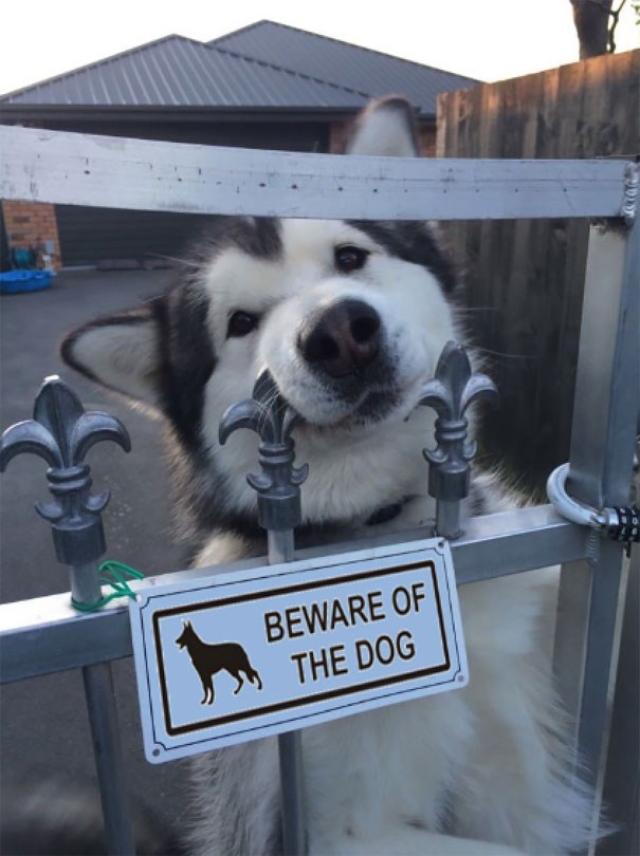 猛犬注意 の看板と注意されるべき犬たちのツーショット カラパイア