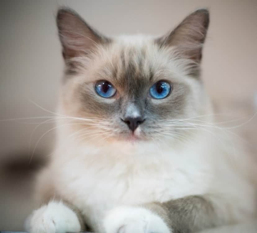 blue-eyes-cat-2602085_640_e