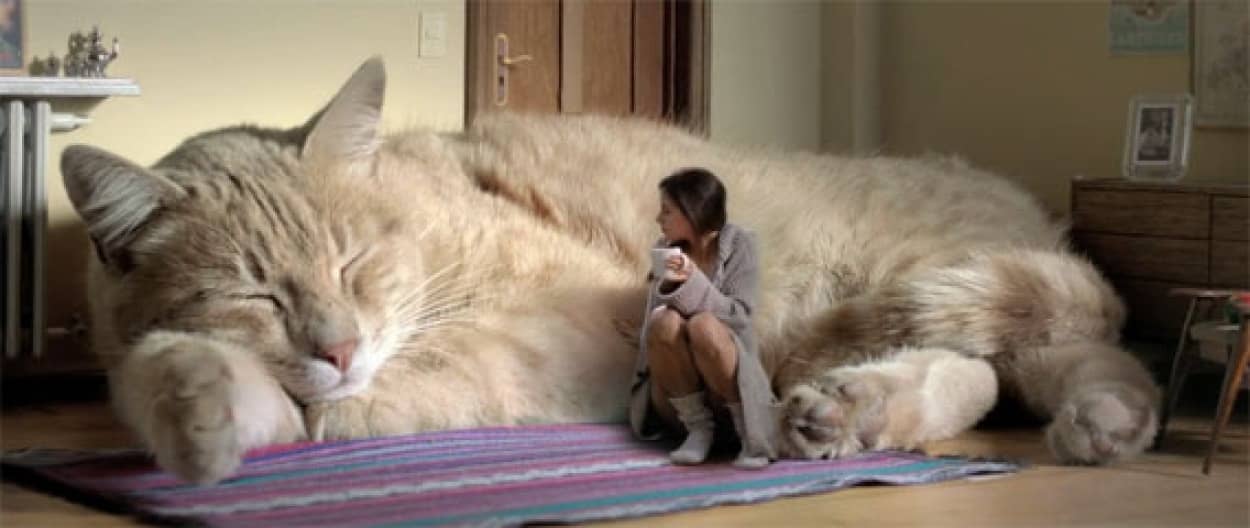 こんな猫が欲しかった 通常比30倍くらい増しの超巨大猫のいる暮らし カラパイア
