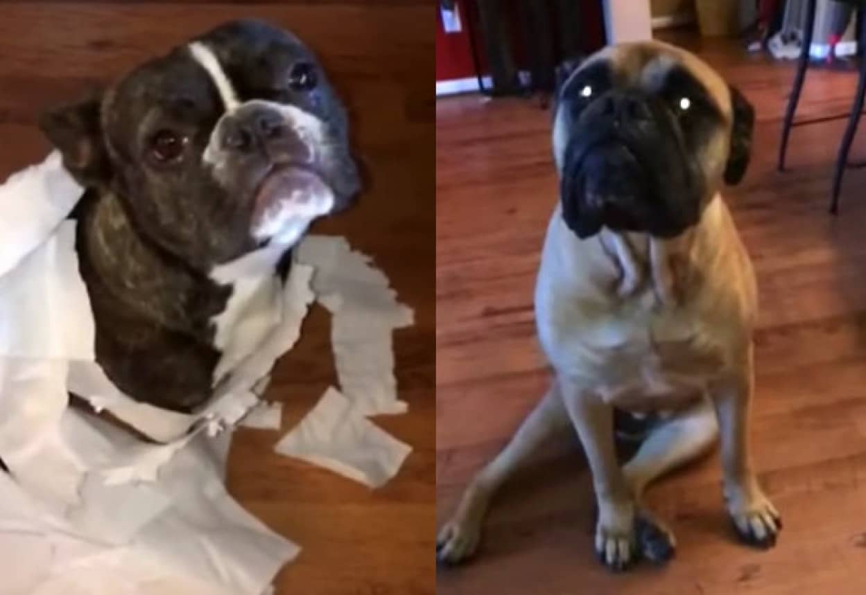 飼い主さん こいつです 散らかしたのは誰 と問われた犬の反応 カラパイア