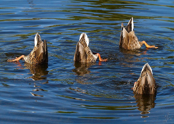 synchronized swimming animals 1