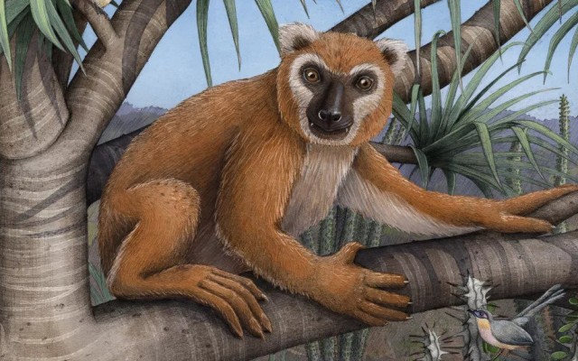 人間の大人と同じサイズ 巨大なキツネザル メガラダピス の主食は葉っぱ カラパイア 人間の大人と同じサイズ 巨大なキツネザル メガラダピス の主食は葉っぱ カラパイア