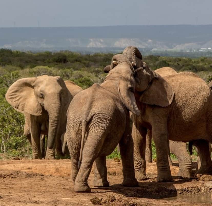 elephant-3093070_640_e