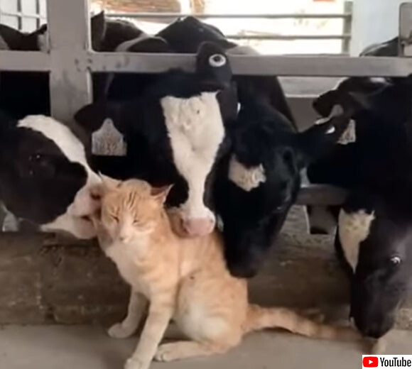 猫を愛する牛たち