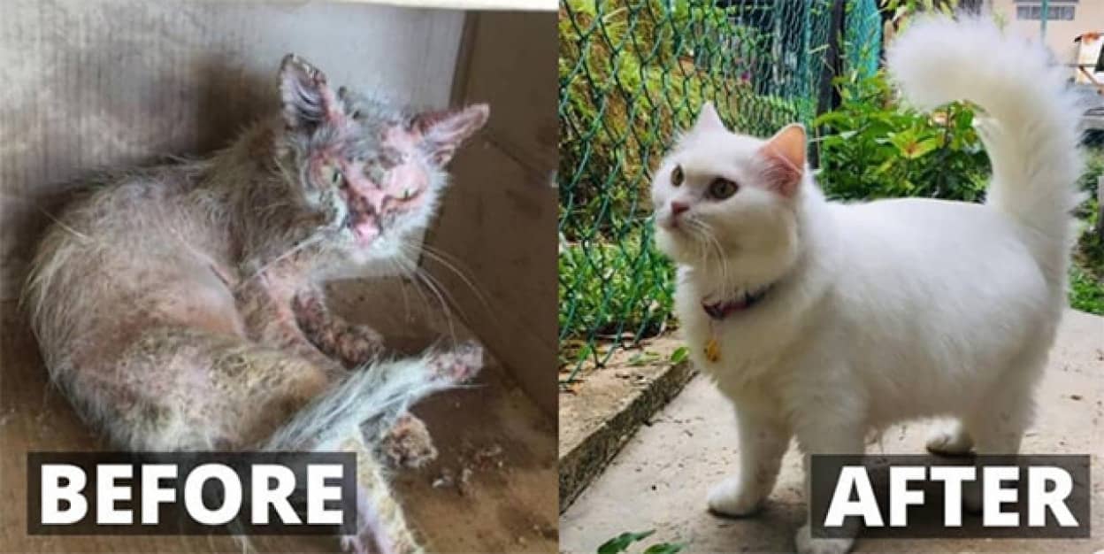 ボロボロの猫が美しい白猫に大変貌するまでの物語
