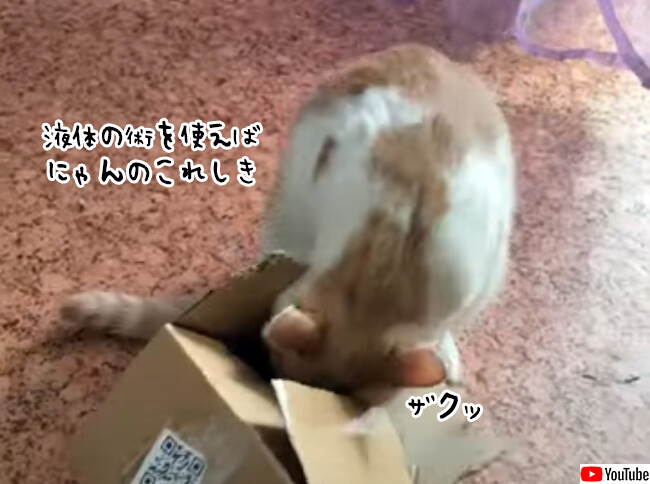 猫に不可能はニャイ！小さなダンボールの中になんとか入ろうとする猫
