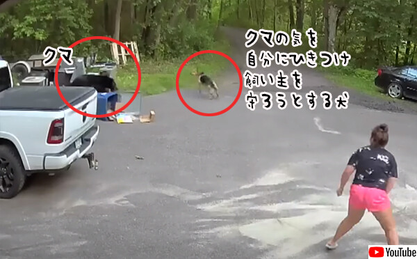 飼い主を守るため、クマの注意を自分にひきつけ、追いかけるように仕向けた犬