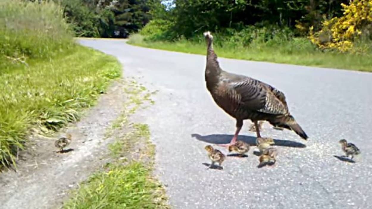 キケン キケン すぐに隠れて 七面鳥ママのアラートにみごとに従う雛鳥たち カラパイア