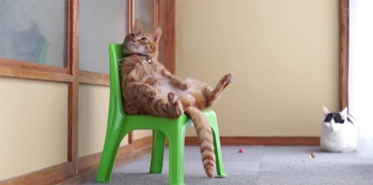 今日も一日がんばれそうだ 猫と王様の椅子 カラパイア 今日も一日がんばれそうだ 猫と王様の椅子 カラパイア