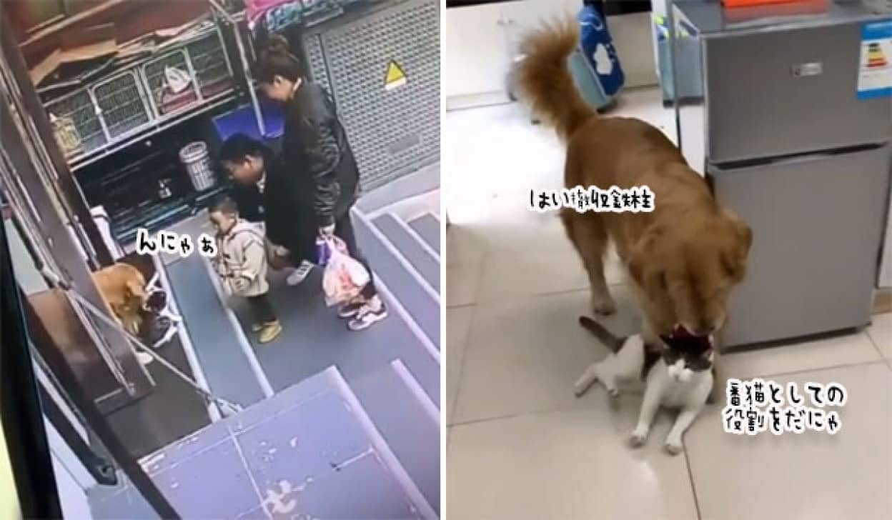 またおまえか 玄関前を塞いでいた猫 犬に撤収される カラパイア またおまえか 玄関前を塞いでいた猫 犬に撤収される カラパイア