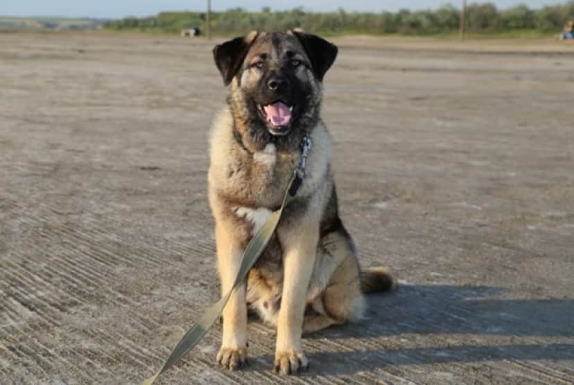 Leo9_e