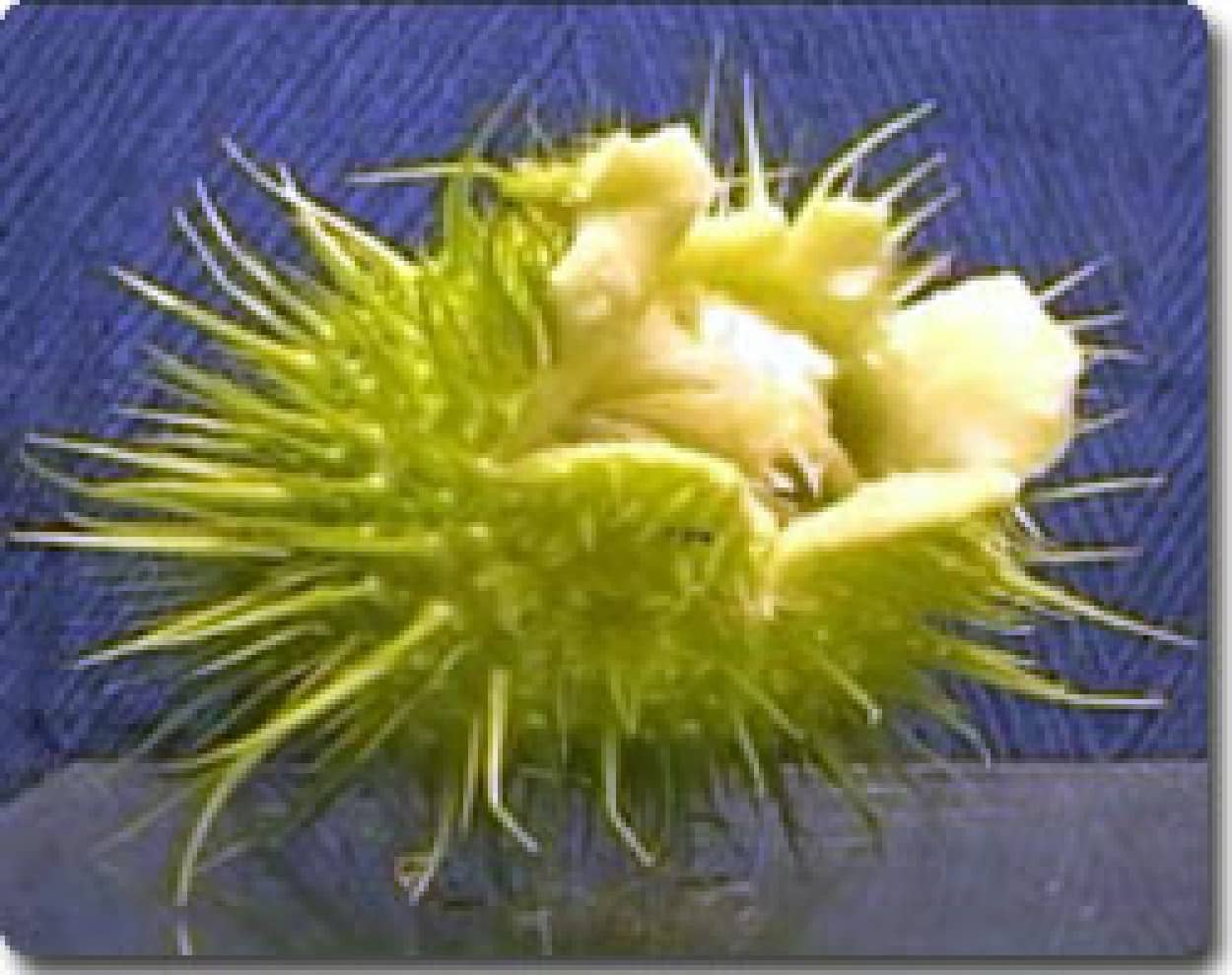 野原に潜むエイリアン植物 ワイルドキューカンバー のトゲトゲの実 カラパイア 野原に潜むエイリアン植物 ワイルドキューカンバー のトゲトゲの実 カラパイア