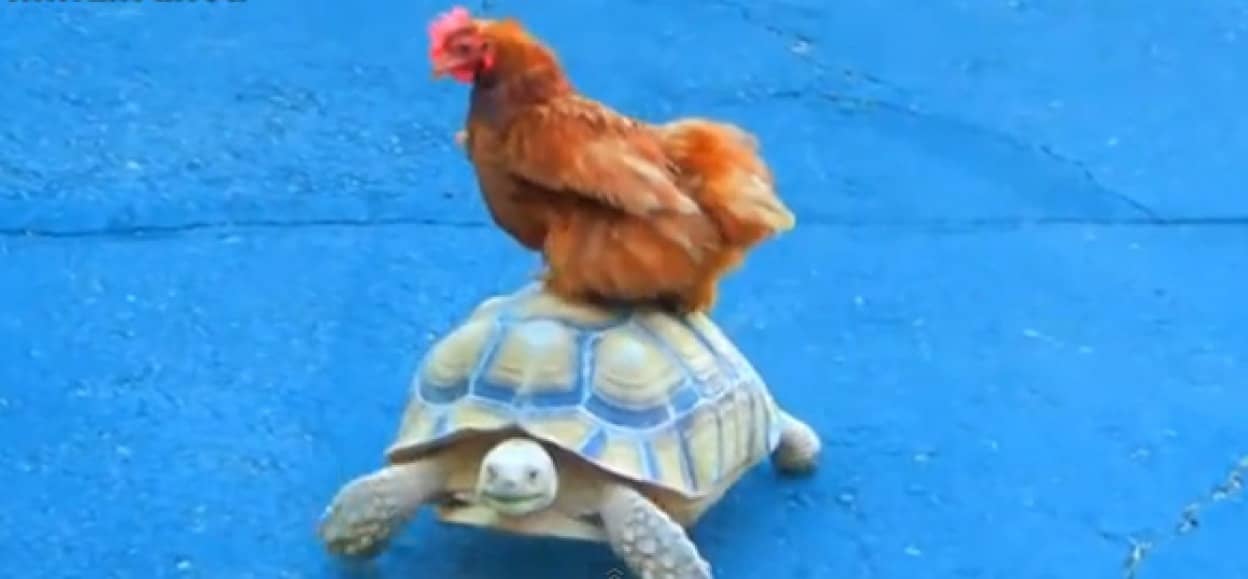送料無料 亀で輸送される動物たちの動画総集編 カラパイア 送料無料 亀で輸送される動物たちの動画総集編 カラパイア