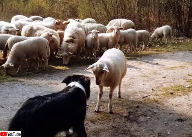 牧羊犬に挑む羊