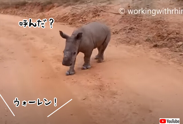 名前を呼ぶと戻って来る、犬のようにかわいいサイの赤ちゃん