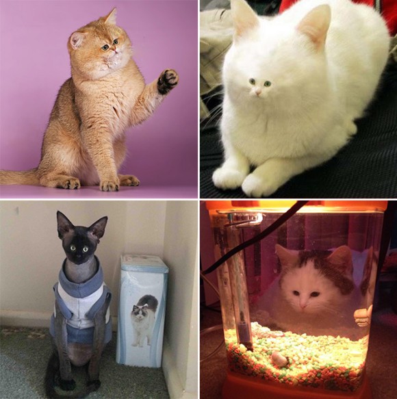 もし猫が地獄のミサワ化したら 顔のパーツがセンター寄りな猫たちのコラ画像 カラパイア もし猫が地獄のミサワ化したら 顔のパーツがセンター寄りな猫たちのコラ画像 カラパイア