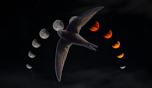 満月になると空高く飛ぶことができる「アマツバメ」の謎