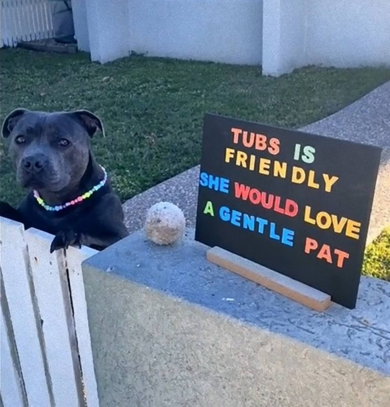 撫でられると喜ぶ犬