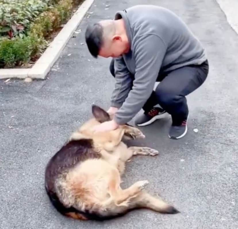 引退した警察犬がハンドラーとの再会に全身で喜びを表す 嬉し涙も カラパイア 引退した警察犬がハンドラーとの再会に全身で喜びを表す 嬉し涙も カラパイア
