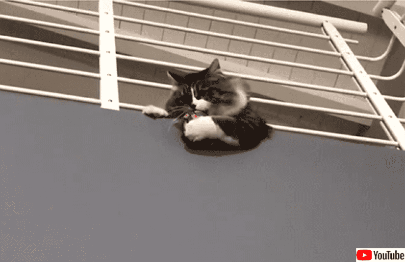 猫のゴールキーパー