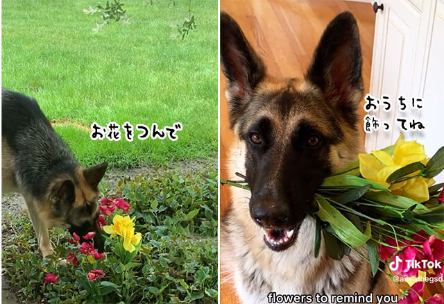 家のお手伝いと猫が大好き。賢くてやさしいジャーマンシェパード