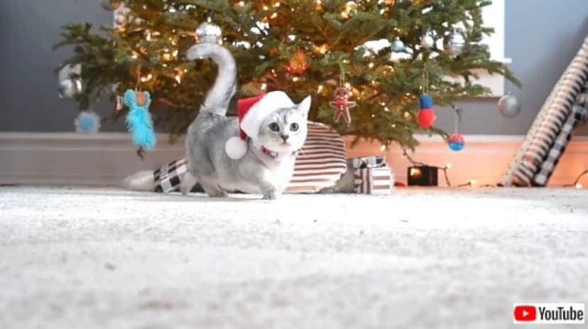 munchkincmas1_640