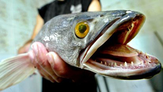 northern-snakehead