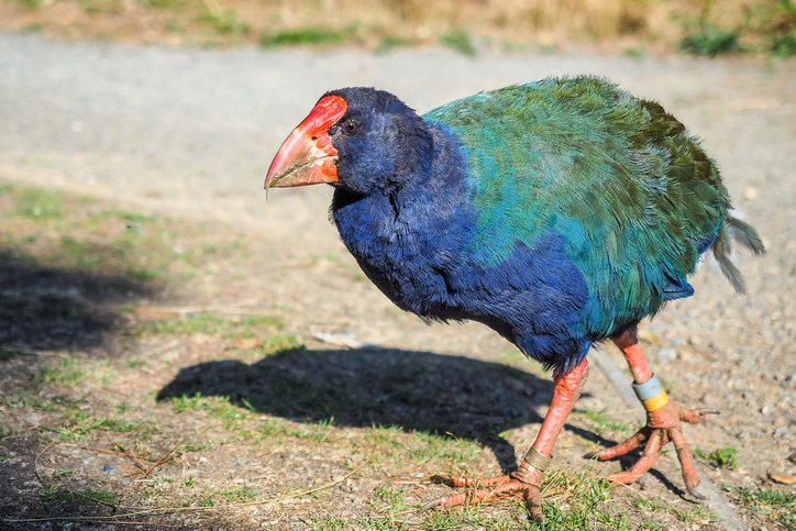 うれしいニュース。絶滅したと思われていた先史時代の鳥「タカヘ」がニュージーランドの野生に戻る : カラパイア