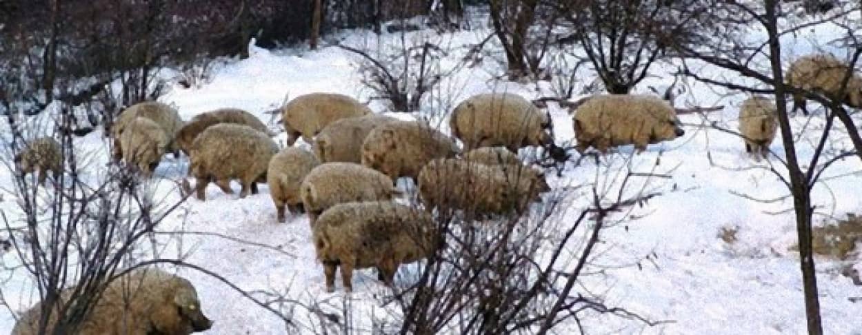 ハンガリーの食べられる国宝と言われている羊みたいな巻き毛の マンガリッツァ豚 カラパイア