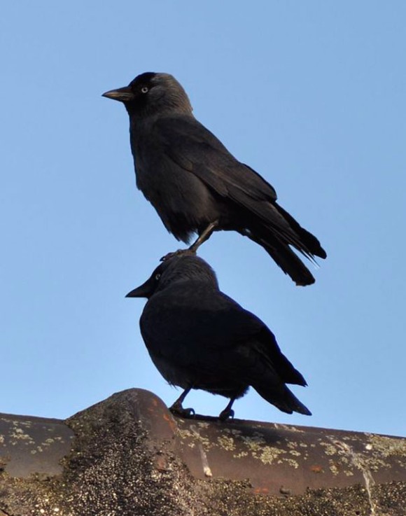 かしこいカラスの野望モード 人類の次はおれたちが天下とったる感が半端ないカラスたちの所業 カラパイア かしこいカラスの野望モード 人類の次はおれたちが天下とったる感が半端ないカラスたちの所業 カラパイア