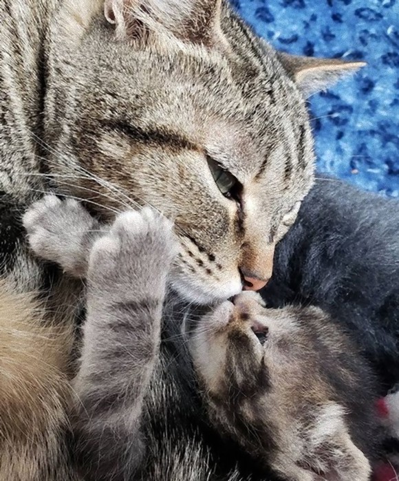 野良暮らしから救われた母猫、唯一生き残った我が子に全愛情を注ぎ続ける（アメリカ）