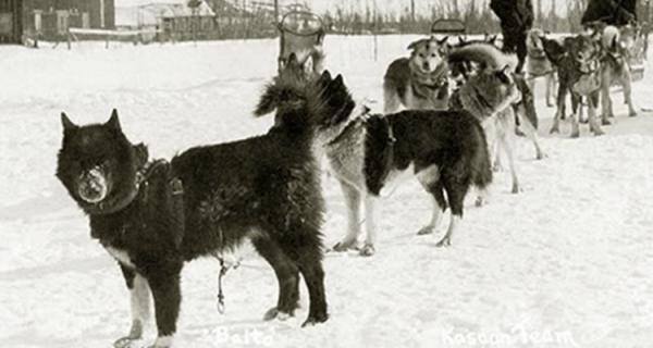 血清を届けるために吹雪の中を走る 走る アラスカの町を感染症から救った英雄犬 バルトの物語 カラパイア