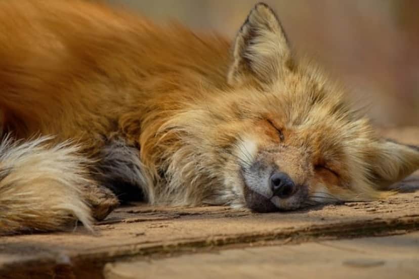 fox1
