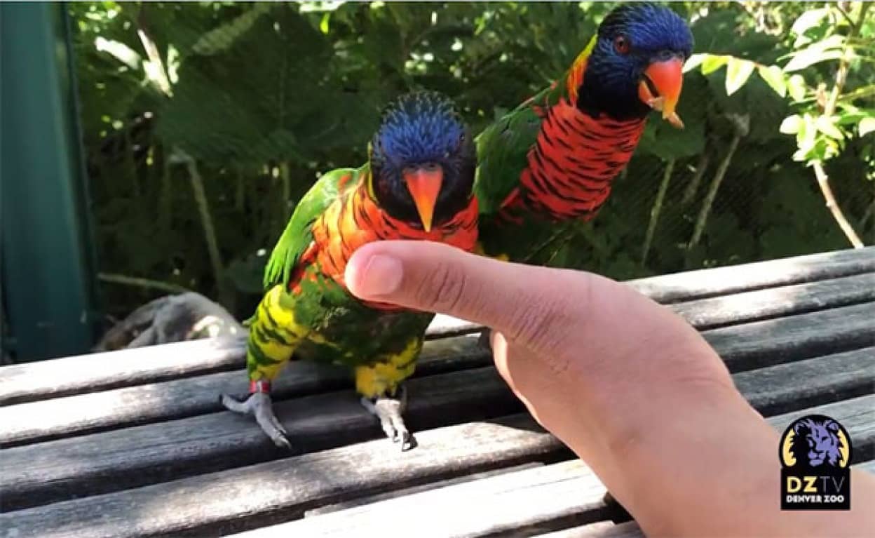 インコの同性愛カップル
