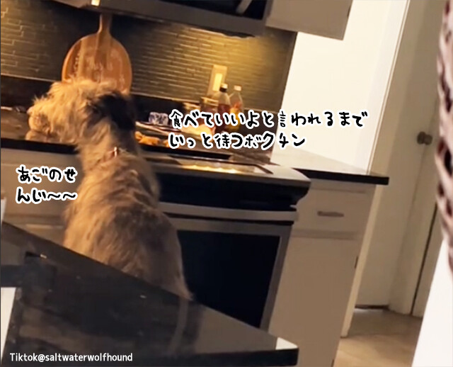 超大型犬のアイリッシュ・ウルフハウンドが台所にアゴを乗せ「よし」の合図が出るのをじっと待つ