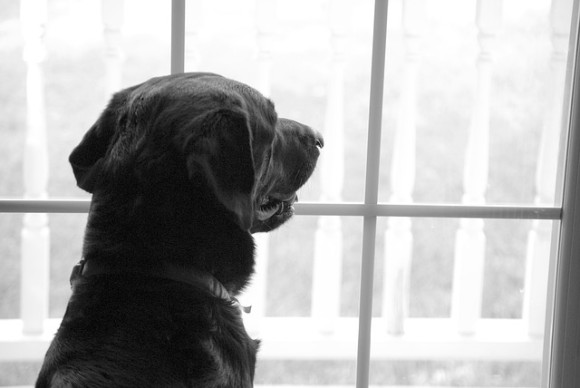 飼い犬が向かいの建物に住む犬に恋をした。毎日窓際に座り続けるせつない犬の恋物語