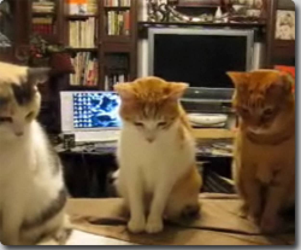 3匹の猫にフル監視されながら食べる食事の風景 カラパイア