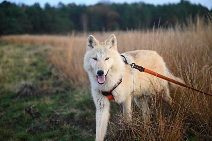 wolfdog-gb1491365f_640_e