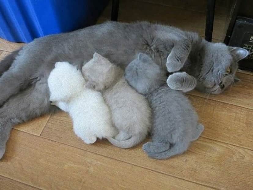 family8_e