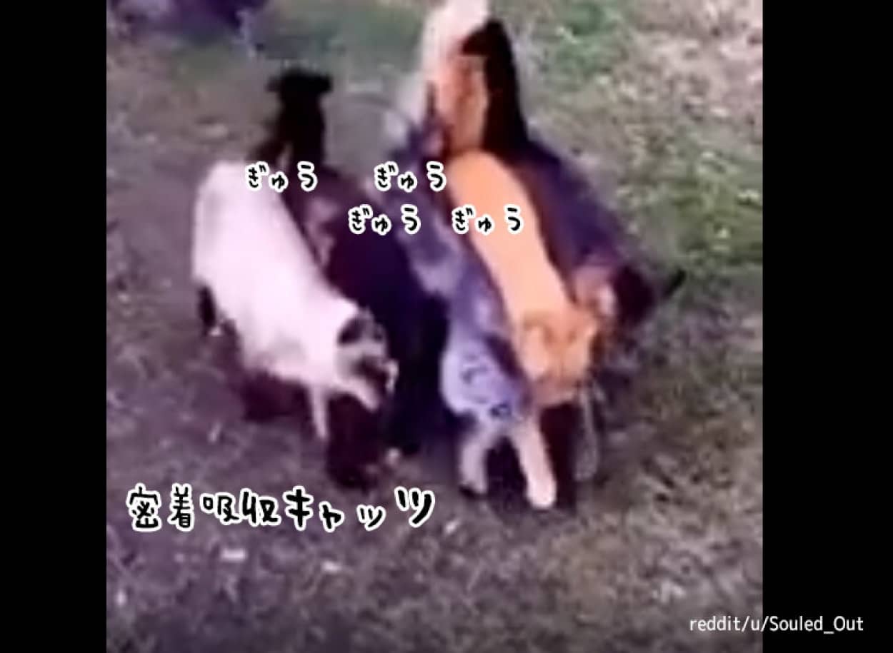 5匹猫が密着して歩く姿