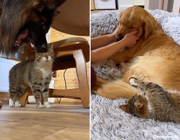 犬たちが好きすぎてしょっちゅう遊びに来る隣の家の猫、やさしく受け入れる犬たち