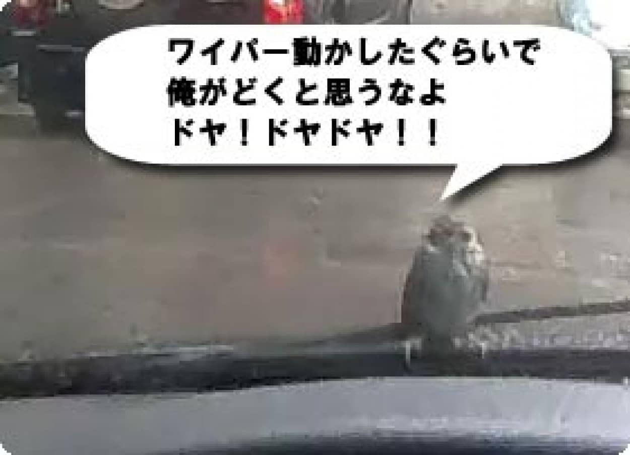 鋭い眼光でドライバーを見据え ワイパーから動くことを断固拒否するすずめ カラパイア 鋭い眼光でドライバーを見据え ワイパーから動くことを断固拒否するすずめ カラパイア