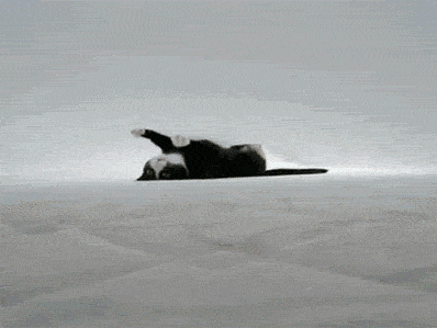 Youtubeで人気の動物動画の名シーンをgif画像でエンドレス カラパイア